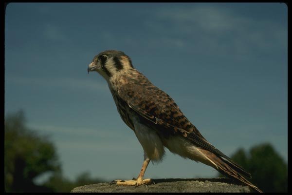070078 Kestrel Hawk On Plucking Perch A4 Photo Print