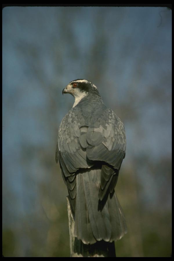070079 Goshawk On Hunting Perch A4 Photo Print