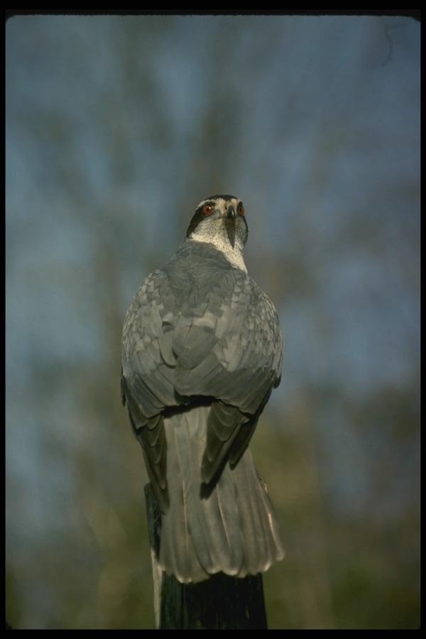 070080 Goshawk On Hunting Perch A4 Photo Print