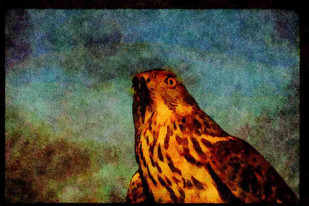 070081 Goshawk, Close Up A4 Limited Edition Watercolour Print