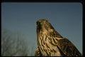 070081 Goshawk, Close Up  A4 Photo Print