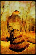070082 Cooper's Hawk On Hunting Perch A4 Limited Edition Watercolour Print