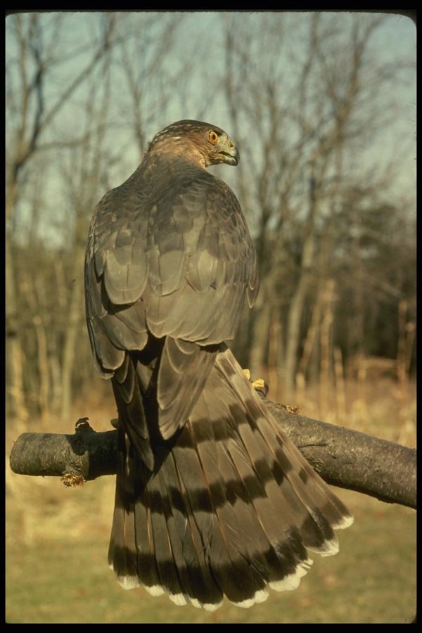 070082 Cooper's Hawk On Hunting Perch A4 Photo Print