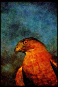070083 Cooper's Hawk, Close Up A4 Limited Edition Watercolour Print