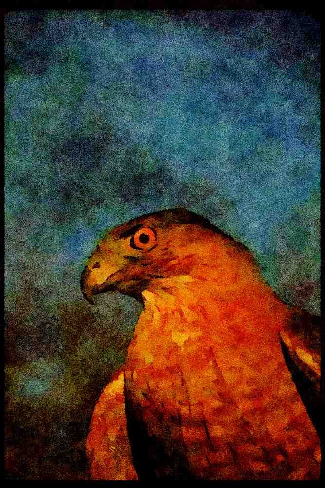 070083 Cooper's Hawk, Close Up A4 Limited Edition Watercolour Print