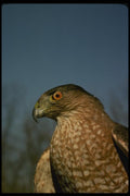 070083 Cooper's Hawk, Close Up  A4 Photo Print