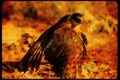 070084 Cooper's Hawk Cloaking Prey A4 Limited Edition Watercolour Print