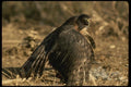 070084 Cooper's Hawk Cloaking Prey A4 Photo Print