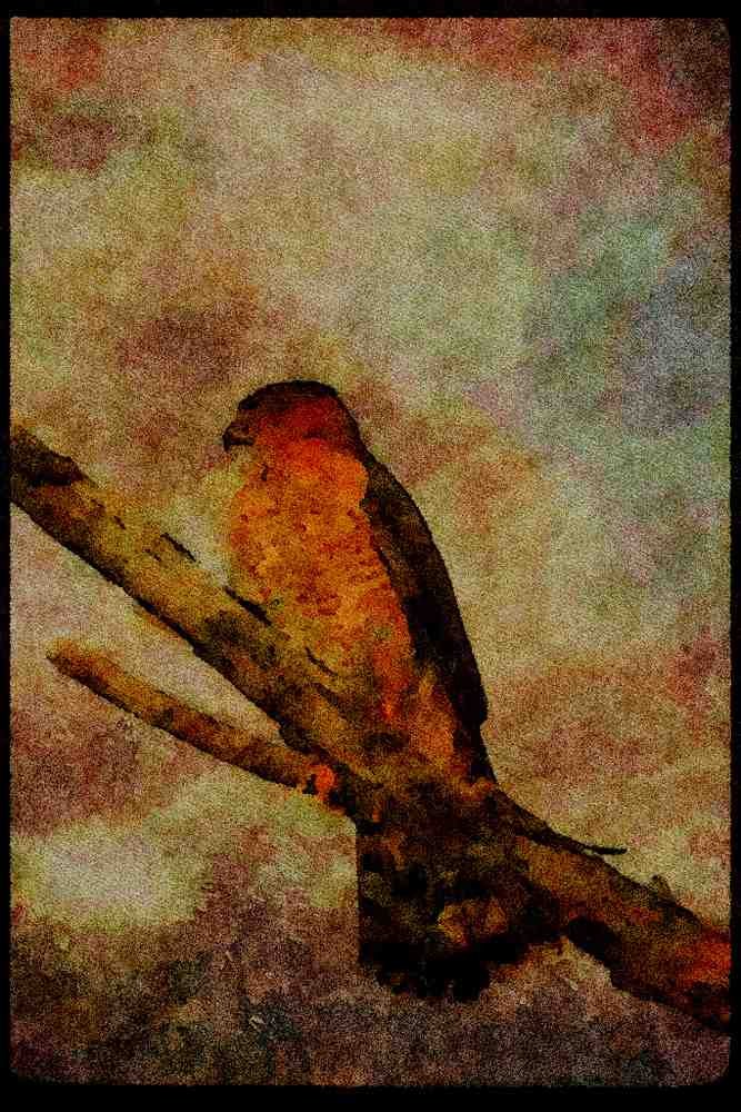 070085 Cooper's Hawk On Hunting Perch A4 Limited Edition Watercolour Print