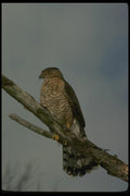 070085 Cooper's Hawk On Hunting Perch A4 Photo Print