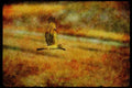 070086 Marsh Hawk In Flight A4 Limited Edition Watercolour Print
