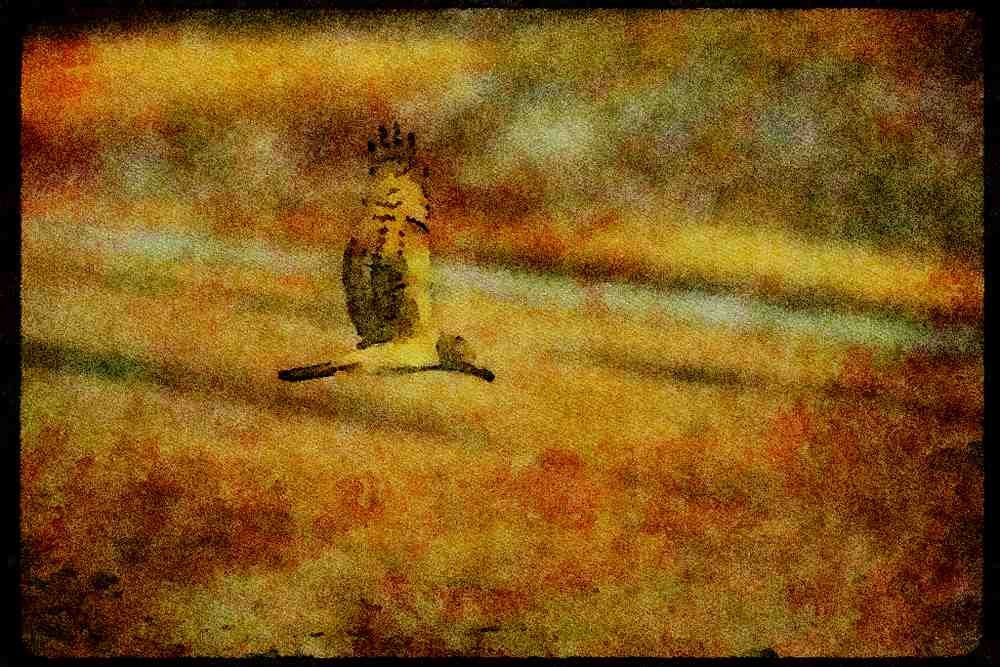070086 Marsh Hawk In Flight A4 Limited Edition Watercolour Print