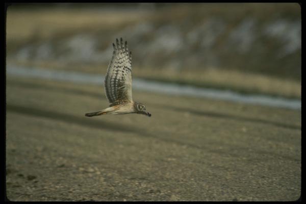 070086 Marsh Hawk In Flight A4 Photo Print