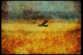 070087 Marsh Hawk In Flight A4 Limited Edition Watercolour Print