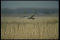 070087 Marsh Hawk In Flight A4 Photo Print