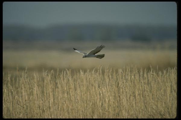 070087 Marsh Hawk In Flight A4 Photo Print