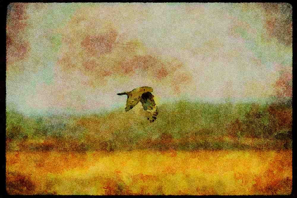 070088 Marsh Hawk In Flight A4 Limited Edition Watercolour Print