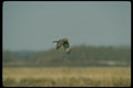 070088 Marsh Hawk In Flight A4 Photo Print