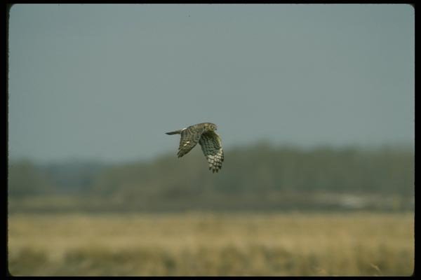 070088 Marsh Hawk In Flight A4 Photo Print