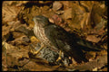 070089 Sharp Shinned Hawk Standing Over Prey A4 Photo Print