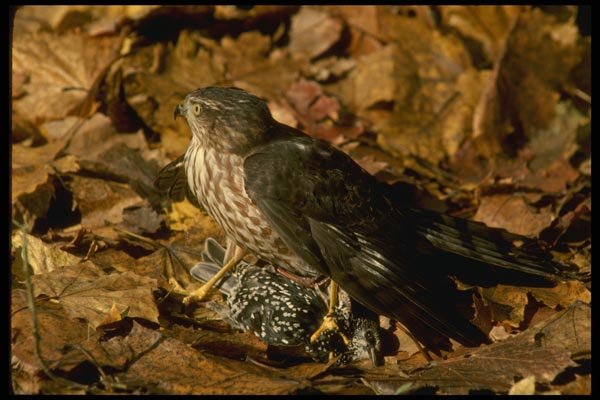 070089 Sharp Shinned Hawk Standing Over Prey A4 Photo Print