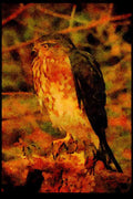 070090 Sharp Shinned Hawk On Hunting Perch A4 Limited Edition Watercolour Print