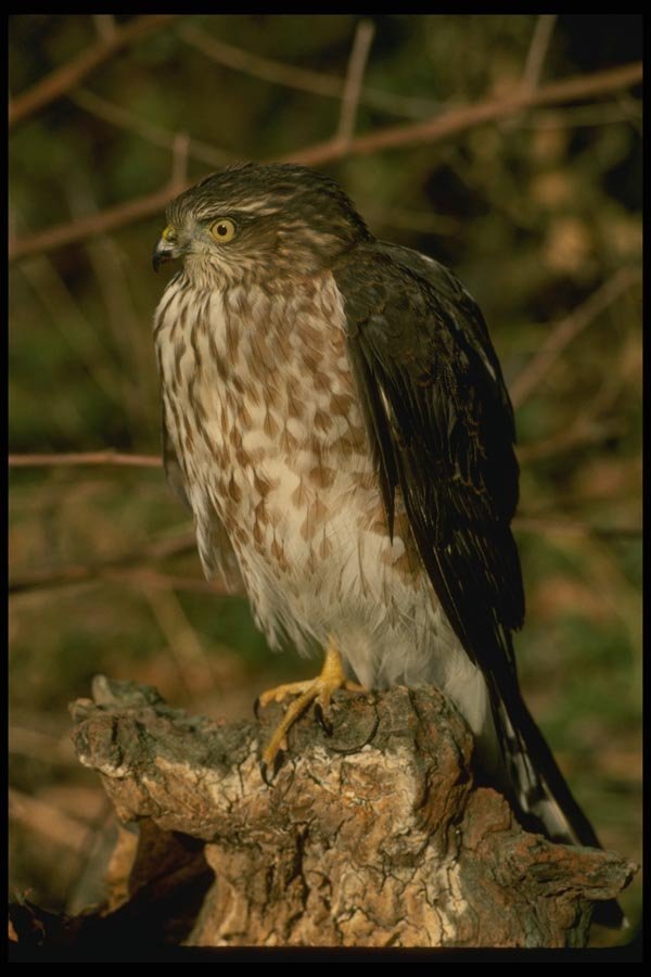070090 Sharp Shinned Hawk On Hunting Perch A4 Photo Print