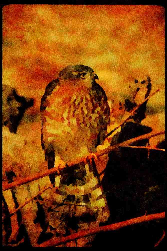 070091 Sharp Shinned Hawk On Branch A4 Limited Edition Watercolour Print