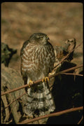 070091 Sharp Shinned Hawk On Branch A4 Photo Print
