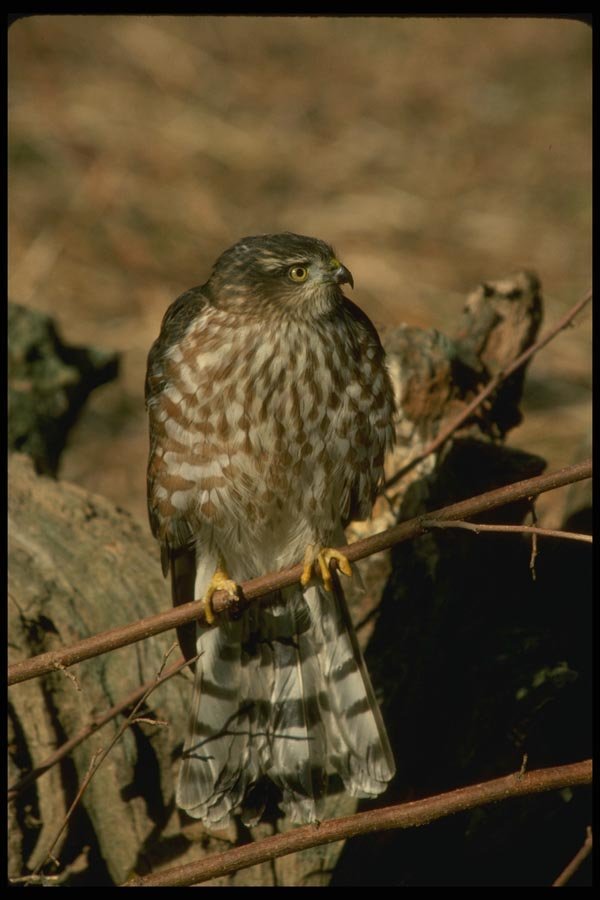 070091 Sharp Shinned Hawk On Branch A4 Photo Print
