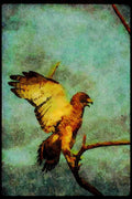 070092 Broad Winged Hawk Landing A4 Limited Edition Watercolour Print