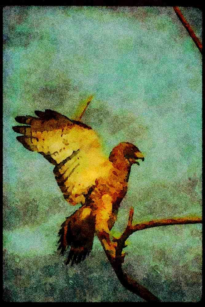 070092 Broad Winged Hawk Landing A4 Limited Edition Watercolour Print