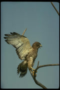 070092 Broad Winged Hawk Landing A4 Photo Print