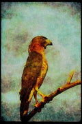 070093 Broad Winged Hawk On Branch A4 Limited Edition Watercolour Print