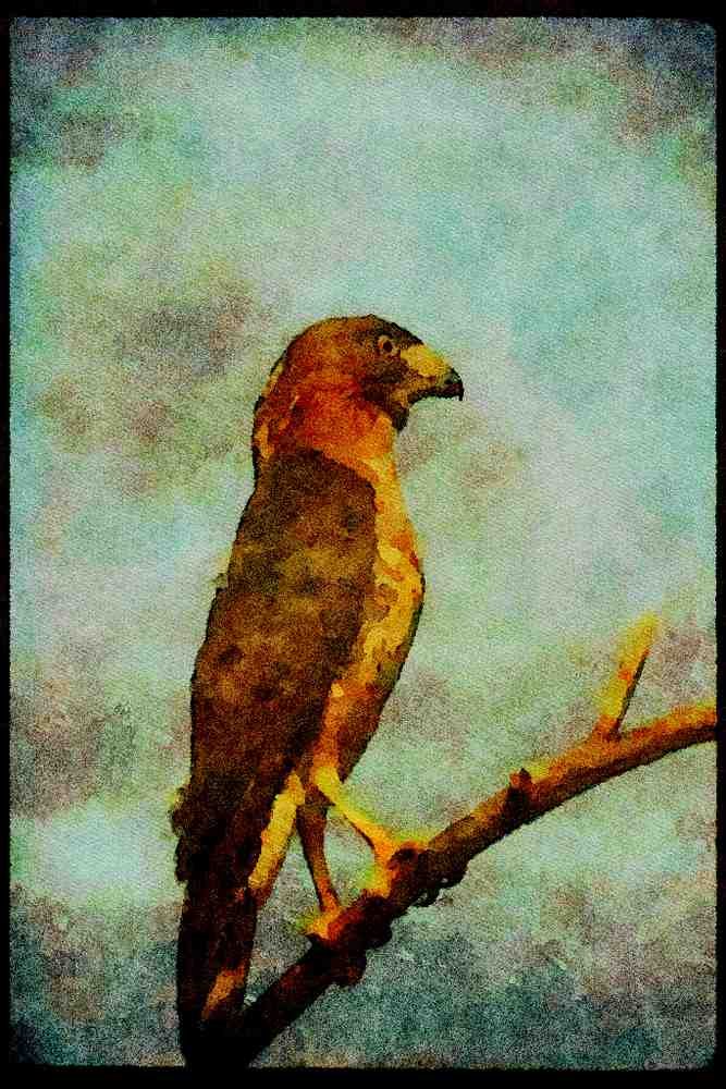 070093 Broad Winged Hawk On Branch A4 Limited Edition Watercolour Print