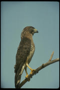 070093 Broad Winged Hawk On Branch A4 Photo Print