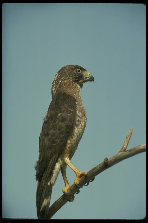 070093 Broad Winged Hawk On Branch A4 Photo Print