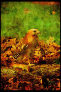 070094 Red Shouldered Hawk With Prey A4 Limited Edition Watercolour Print