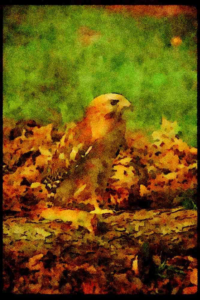 070094 Red Shouldered Hawk With Prey A4 Limited Edition Watercolour Print
