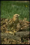 070094 Red Shouldered Hawk With Prey A4 Photo Print
