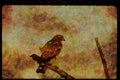 070095 Red Shouldered Hawk On Branch A4 Limited Edition Watercolour Print