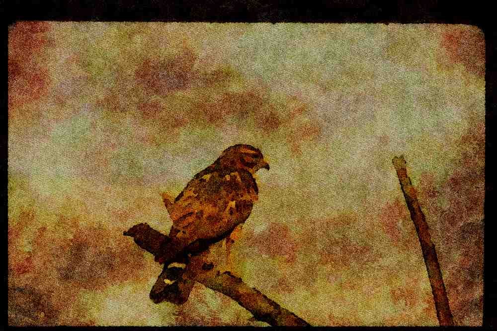 070095 Red Shouldered Hawk On Branch A4 Limited Edition Watercolour Print