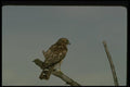 070095 Red Shouldered Hawk On Branch A4 Photo Print
