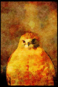 070096 Red Shouldered Hawk, Close Up A4 Limited Edition Watercolour Print