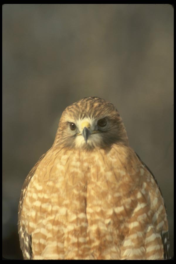 070096 Red Shouldered Hawk, Close Up  A4 Photo Print