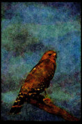 070097 Red Shouldered Hawk On Hunting Perch A4 Limited Edition Watercolour Print
