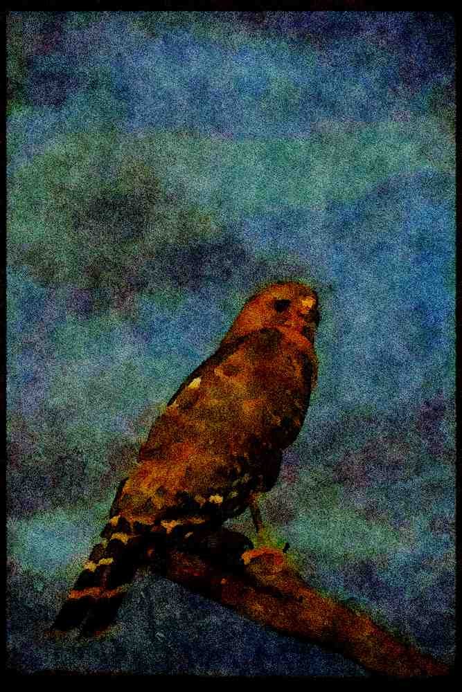 070097 Red Shouldered Hawk On Hunting Perch A4 Limited Edition Watercolour Print