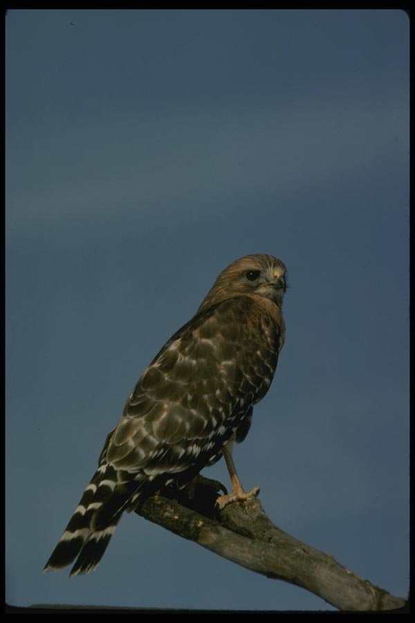 070097 Red Shouldered Hawk On Hunting Perch A4 Photo Print
