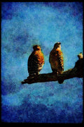 070098 Red Shouldered Hawk, Mated Pair A4 Limited Edition Watercolour Print