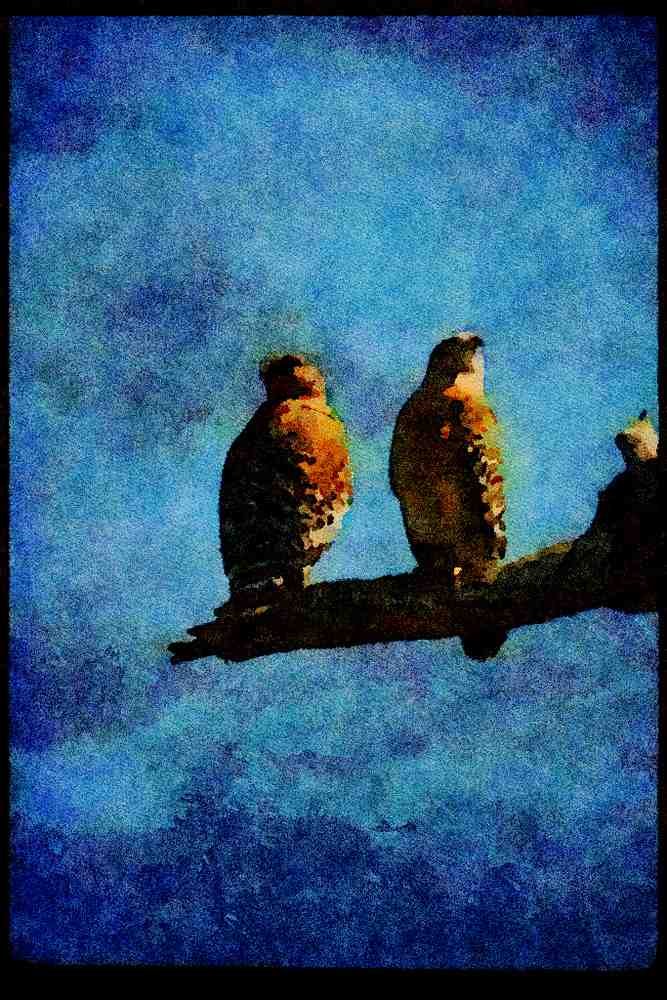 070098 Red Shouldered Hawk, Mated Pair A4 Limited Edition Watercolour Print